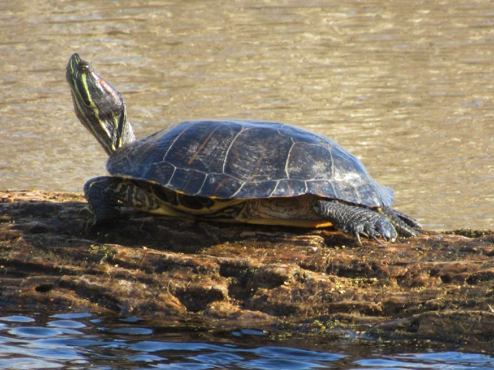 Red-ear Slider